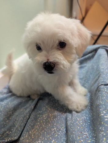 Fluffy Maltese Babies Looking for Loving Homes &ndash; Ready Mid-June!