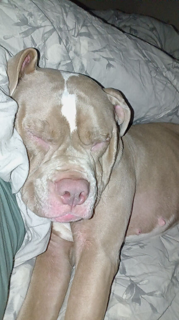 Bulldog mix
