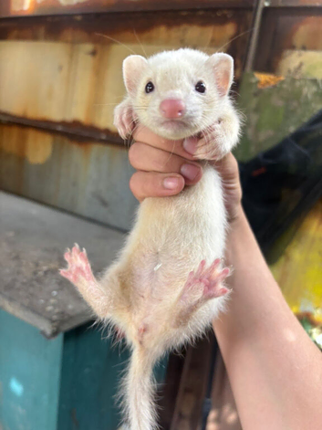 White jill