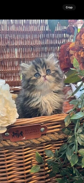 Beautiful fluffy Persian kittens