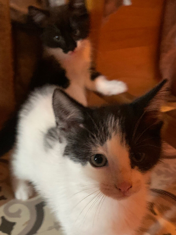 Adorable black and white kittens