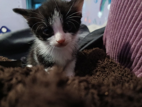 2 kittens