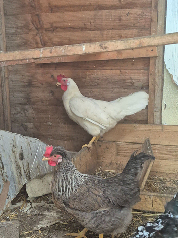 White chicken