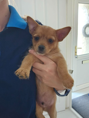 1 xYorkshire terrier x Pomeranian