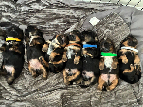 Stunning doby shih tzu puppies