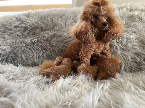 ️ EXCEPTIONAL DEEP RED TOY POODLE PUPPIES &ndash; KC REGISTERED ️