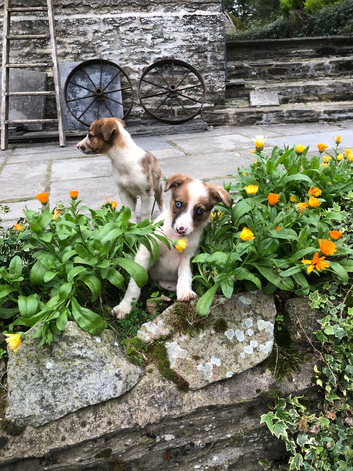 Welsh Sheepdog pups