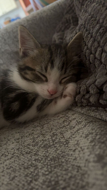 1 kitten for adoption