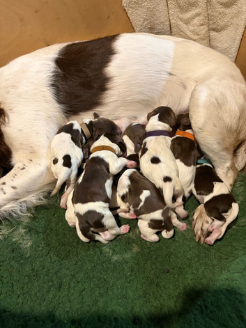 8 KC registered english springer spaniels