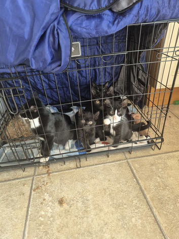 Lots of kittens