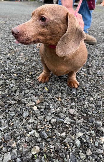 Dachshund boy