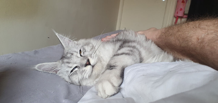 Maine Coon Kitten  with PAPERS  . BOY Born March 18th High Silver