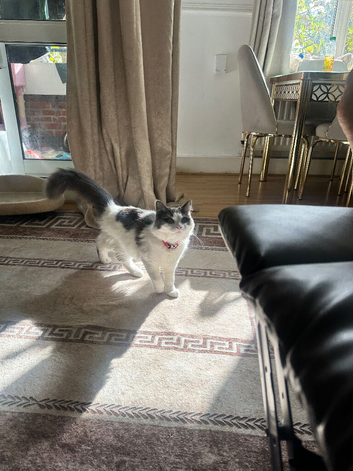 Kitten