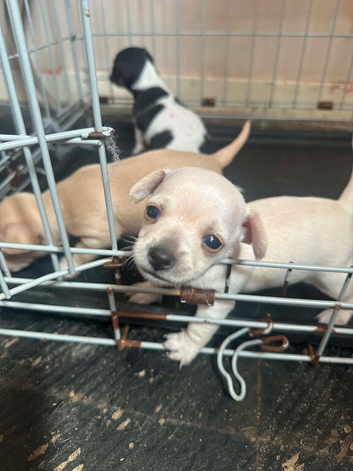 Beautiful smooth hair chihuahua puppies