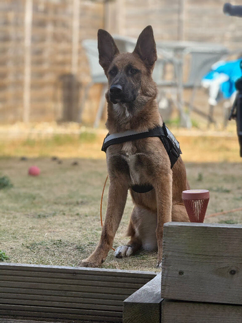 6month old German Shepherd girl