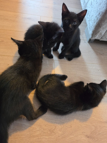 2 left - 5 beautiful fluffy black kittens for sale