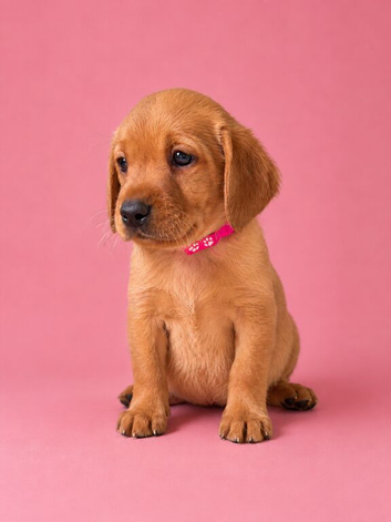 Yellow/dark yellow Labradors