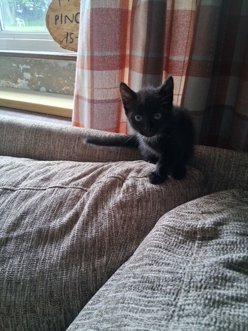 Black and white kittens