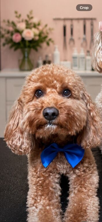 Cavapoo for stud