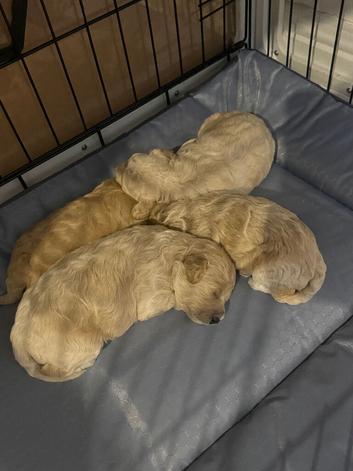 Stunning Poochon F2 puppies for sale
