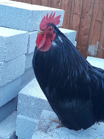Chicken for sale