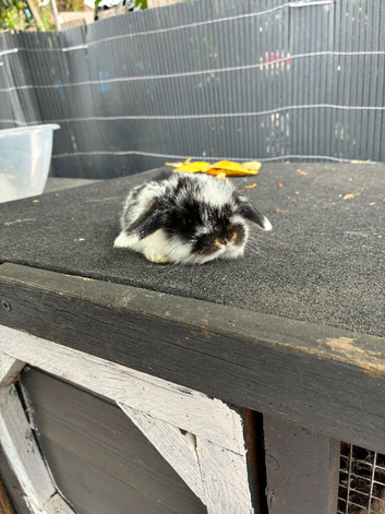 Mini lops ready to reserve
