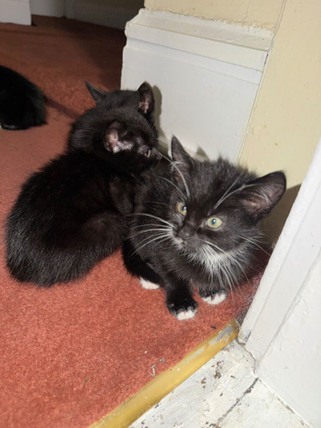 Kittens for a good home