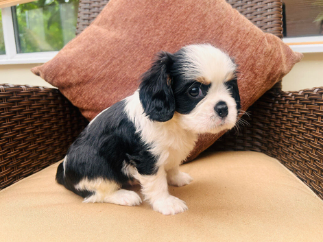 Kc LITTER OF 4 DNA CLEAR CAVALIER PUPPYS