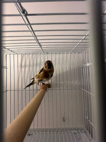 P Throat Goldfinch Hen 2025