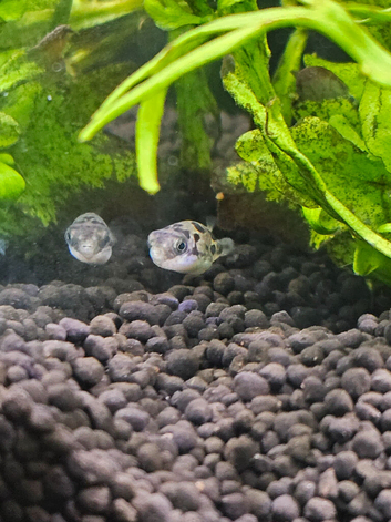 6 x pea puffers plus aquarium