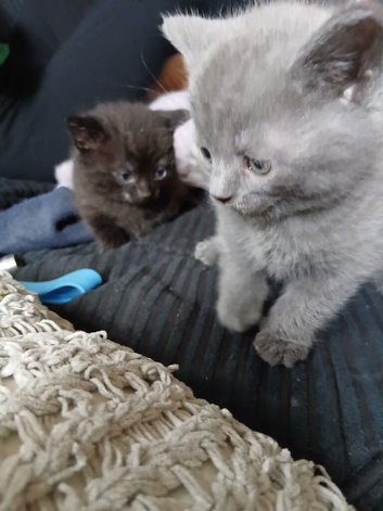 Half psrsian kittens