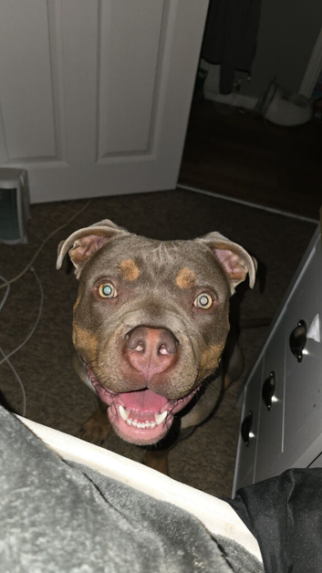 Male american bully 7month old