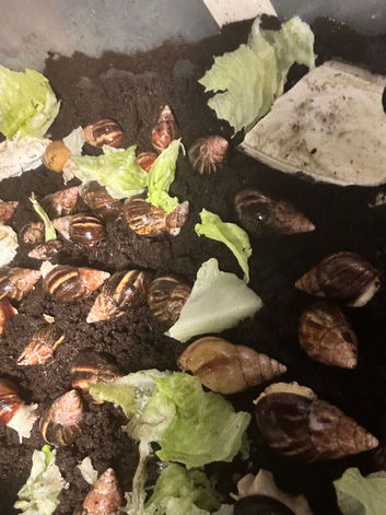 African land snails