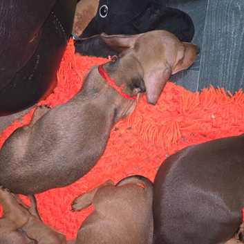 Dachshund