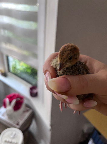Unsexed quail chicks