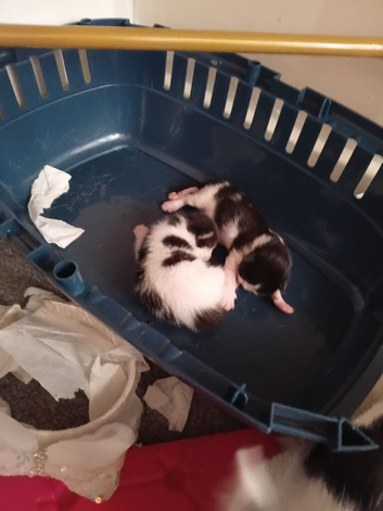 Kittens