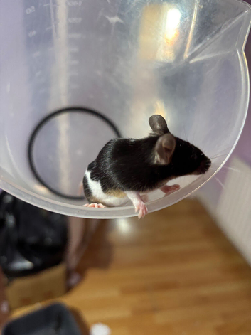 Male pet mice