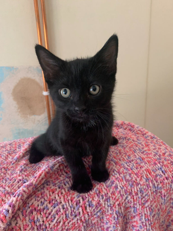 2 gorgeous kittens for rehoming