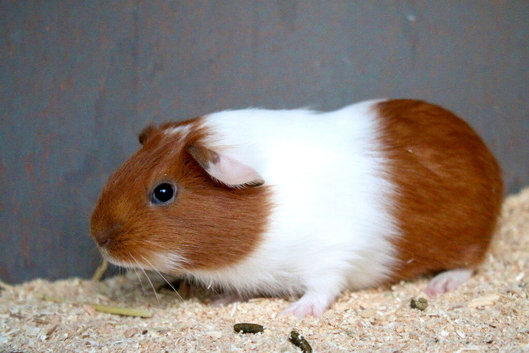 Male guinea pig ready to leave