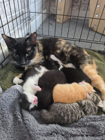 Male kittens ready soon