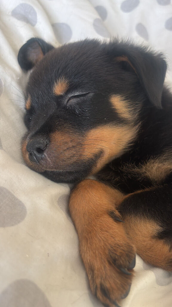 Pedigree German Rottweiler puppies
