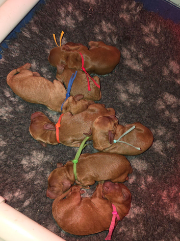 FULLY HEALTH TESTED MINIATURE COCKAPOOS