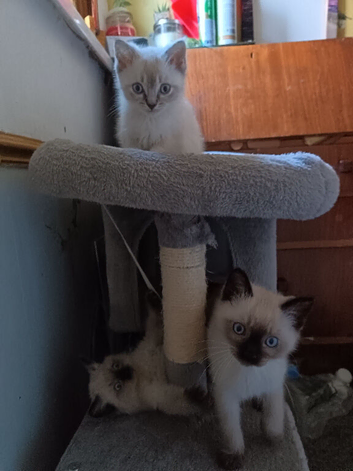 Ragdoll cross siamese kitten