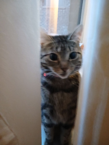 Taby cat