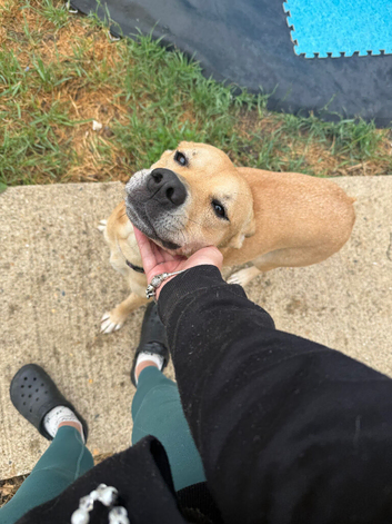 Husky cross Cane Corso