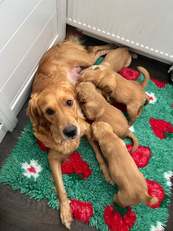 Beautiful KC registered golden retriever puppy available