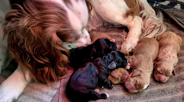 5 gorgeous cocker spaniel pups