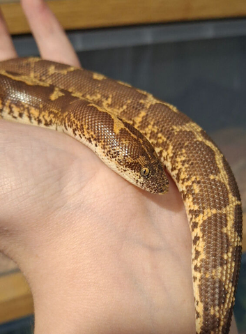 Kenyan Sand Boa female