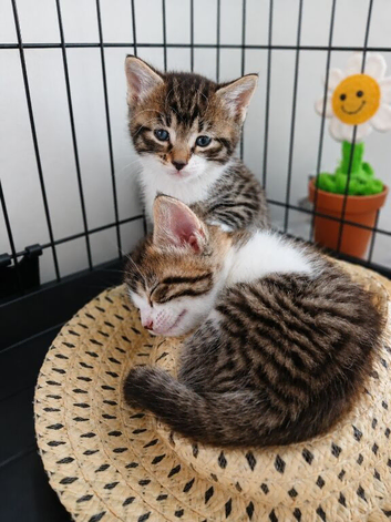 3 Kittens