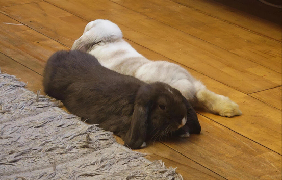 X2 male rabbits